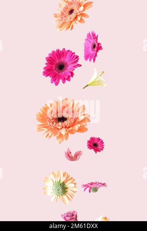 Farbenfrohe Frühlingsblumen schweben in der Luft auf pinkfarbenem Hintergrund. Ästhetisches, surreales Blumendesign. Stockfoto