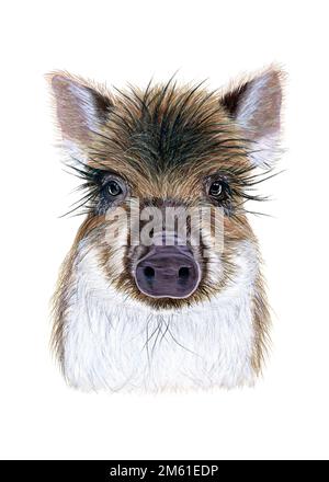 Aquarell-Darstellung eines Wildschweinbabys. Von Hand gezogenes Tier auf Weiß Stockfoto