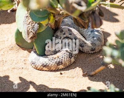 Hornadler (Bitis caudalis), eine giftige Schlange, die in der Namib-Wüste in Namibia, Afrika, heimisch ist Stockfoto