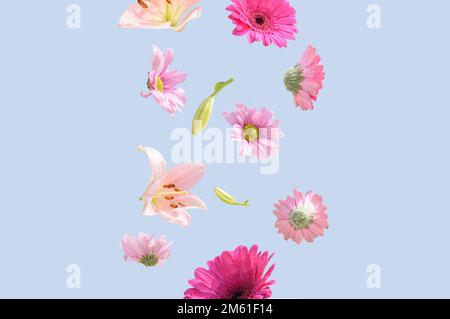 Blumen schweben auf pastellblauem Hintergrund. Farbenfrohe, trendige Sommerblumen in Pink und Lila. Surreales ästhetisches Naturquellenkonzept. Stockfoto