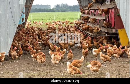 Freilandhennen aus biologischem Anbau, tragbarer Geflügelstall, Rhode Island Reds, Kalifornien. Stockfoto