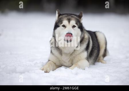 Malamute Dog liegt im Winter auf Schneestreifen. Porträtaufnahmen Im Freien. Stockfoto