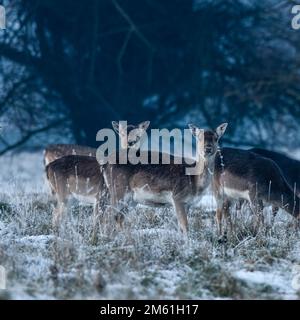 Schwarze (melanistische) Damhirsche im Winterschnee, die in die Kamera schauen. Stockfoto
