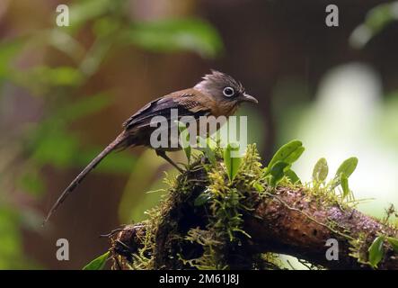 SchwarzkronenBarwing (Actinodura sodangorum), Erwachsener, der auf
