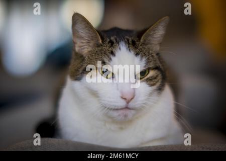 Nahaufnahme einer Katze Stockfoto