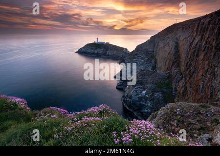 Sea Thrift Wildflowers am South Stack Lighthouse at Sunset, South Stack, Anglesey, North Wales, Großbritannien Stockfoto