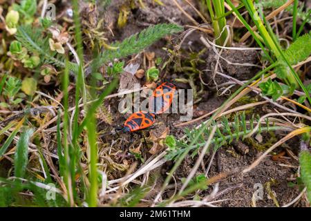 Zwei Feuerwanzen, die auf dem Wiesenboden miteinander verbunden sind Stockfoto