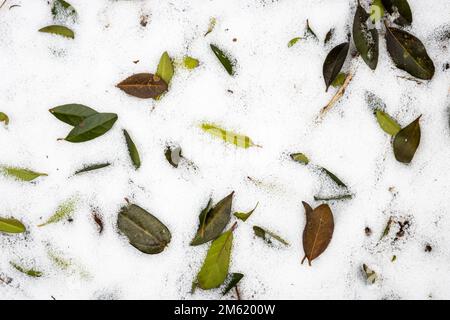 Die gefallenen Blätter ruhen im Schnee, der in der zentralen Appalachen gefallen ist. Stockfoto