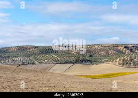 Landwirtschaftliche Landschaft von zum Anpflanzen vorbereiteten Feldern zwischen Olivenbäumen und einigen Zypressen in Andalusien (Spanien) Stockfoto