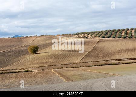 Andalusische Agrarlandschaft: Eine einsame Steineiche auf einem für den Herbst vorbereiteten Feld Stockfoto