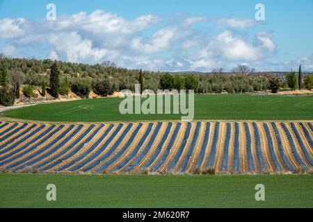 Spargelfeld mit schwarzem Kunststoff bedeckt, umgeben von Getreide und Olivenbäumen in Andalusien (Spanien) Stockfoto