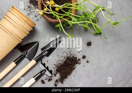 Erbsensprossen, Pappbecher und Werkzeuge zum Pflanzen von Setzlingen. Flach verlegt. Speicherplatz kopieren. Grauer Hintergrund. Stockfoto