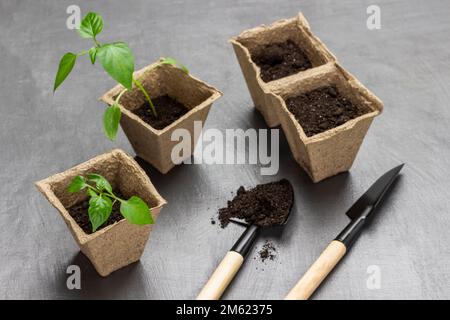 Setzlinge in Torftöpfen. Gartengeräte auf dem Tisch. Draufsicht. Grauer Hintergrund. Stockfoto