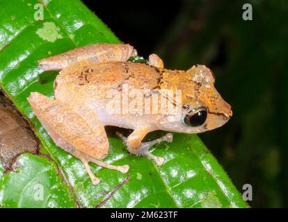 Kichwa Rain Frog (Pristimantis kichwarum), im Regenwald Untergeschichte bei Nacht, Ecuador Stockfoto