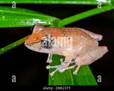 Kichwa Rain Frog (Pristimantis kichwarum), im Regenwald Untergeschichte bei Nacht, Ecuador Stockfoto