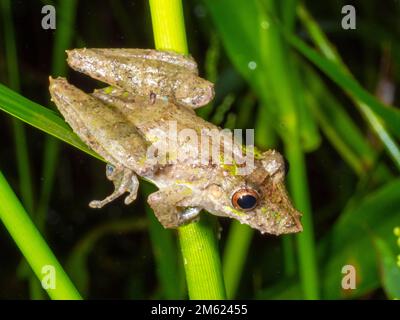 Fransenlippennaht-Nasenrog (Scinax garbei). Im Regenwald bei Nacht, Ecuador. Stockfoto