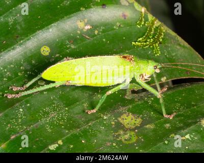 Grüne Buschgrille (Tettigoniidae) auf einem Laub bei Nacht im Regenwald Ecuador Stockfoto