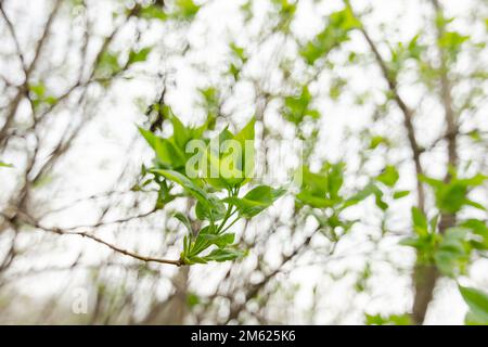 Junge kleine grüne Flieder Blätter auf den Zweigen eines Busches vor einem verblassten Frühlingshimmel mit feinem Bokeh. Stockfoto