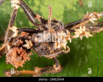 Cordyceps-Pilz, der auf einer Bullet Ant (Paraponera clavata) wächst, auf einem Blatt im Regenwald, Provinz Orellana, Ecuador Stockfoto