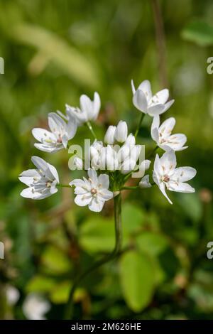 Nahaufnahme der blühenden Blüten von weißem Knoblauch (allium neapolitanum) Stockfoto