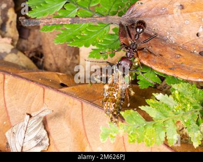 Bullet Ant (Paraponera clavata) mit seiner Beute, einer Grille, im Regenwald, Provinz Orellana, Ecuador Stockfoto