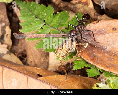 Bullet Ant (Paraponera clavata) mit seiner Beute, einer Grille, im Regenwald, Provinz Orellana, Ecuador Stockfoto