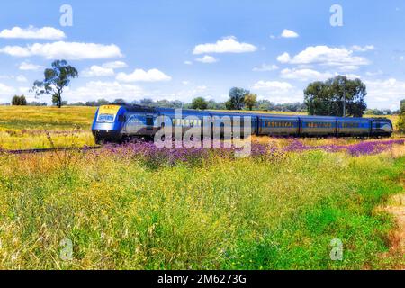 Intercity-Personenzug auf dem grünen Feld in Australien NSW Central West Meadow. Stockfoto