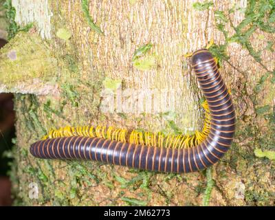Riesiger Millipede auf einem Baumstamm, Provinz Orellana, Ecuador Stockfoto