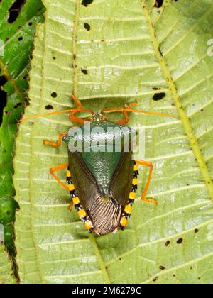 Stink Bug (Familie Pentatomidae) auf der Unterseite eines Regenforerst-Untergeschossblattes, Provinz Orellana, Ecuador Stockfoto