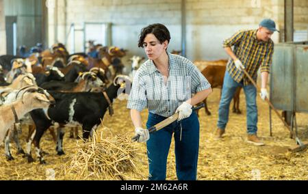 Junge lateinamerikanische Landwirtin, die Ziegenstall putzt Stockfoto