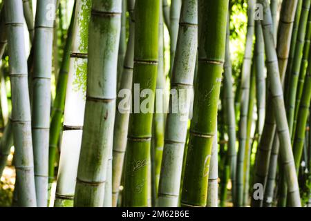 Bambuswald in Huntington Arboretum, Los Angeles, Kalifornien Stockfoto