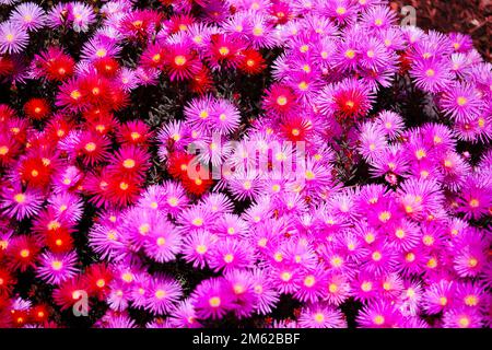 Pink, Red und Purple Flowers im Huntington Arboretum, Los Angeles, Kalifornien Stockfoto