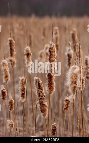 Seeadler (Typha latifolia) - Pflanzen im Winter, die ihre Samen zerstreuen. Cutler Park Reservation, Needham, Massachusetts, USA. Stockfoto