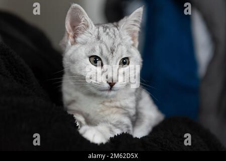 Die niedliche Tabby Cat schaut nach rechts und ist sicher in den Armen der Mütter. Stockfoto