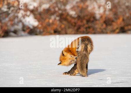 Rotfuchse im Winter wandern über den gefrorenen See und genießen das Sonnenlicht Stockfoto