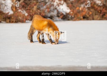 Rotfuchse im Winter wandern über den gefrorenen See und genießen das Sonnenlicht Stockfoto