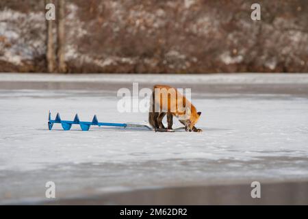 Rotfuchse im Winter wandern über den gefrorenen See und genießen das Sonnenlicht Stockfoto