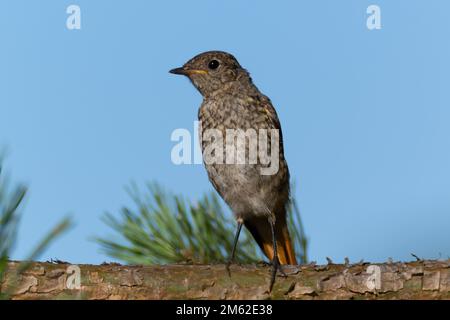 Weibliche schwarze Rothaarige, die auf einem Fichtenstamm sitzt. Junger Vogel, der sich nach Essen umsieht. Baumrinde- und Fichtennadeln im Hintergrund. Stockfoto