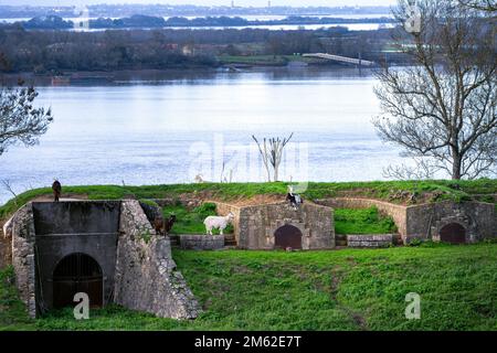 Ziegen auf den Festungen der Zitadelle Blaye vor der Mündung der Gironde, Nouvelle-Aquitaine, Frankreich Stockfoto
