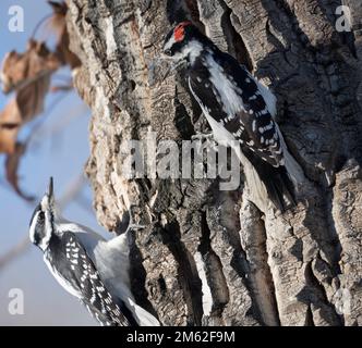 Hairy Specht (Picoides villosus), Calgary, Carburn Park, Alberta, Kanada Stockfoto