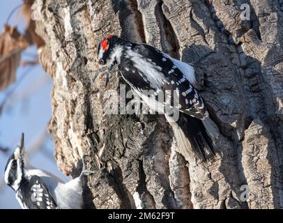 Hairy Specht (Picoides villosus), Calgary, Carburn Park, Alberta, Kanada Stockfoto