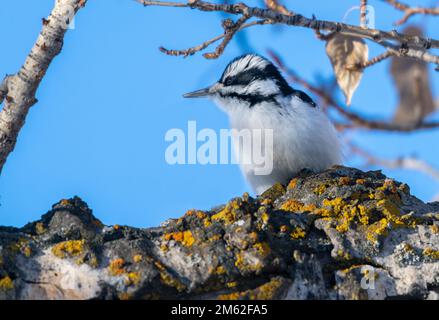 Hairy Specht (Picoides villosus), Calgary, Carburn Park, Alberta, Kanada Stockfoto