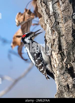 Hairy Specht (Picoides villosus), Calgary, Carburn Park, Alberta, Kanada Stockfoto