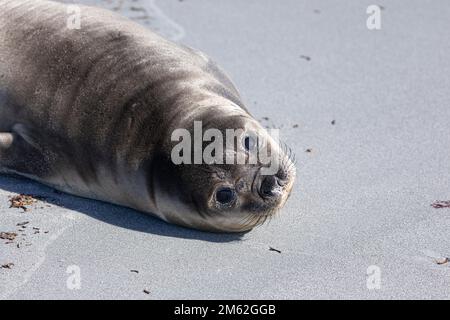 Mirounga leonina, ein wilder südlicher Elefantenseehaubenweaner, liegt am Elephant Beach, Sea Lion Island, Falkland Islands Stockfoto