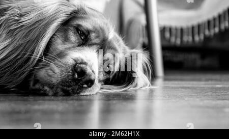 Porträt eines Hundes, der zu Hause auf dem Boden liegt und in die Kamera schaut. Süßer Hund. Mischhund von amerikanischem Cocker und irischem Setter Stockfoto