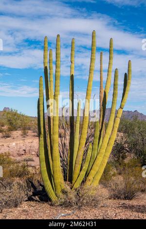 Orgel Pipe Cactus am North Puerto Blanco Drive am Organ Pipe Cactus National Monument im Süden Arizonas, USA. 1976 war das Denkmal Deklar Stockfoto