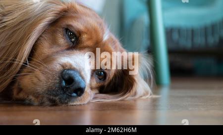 Porträt eines Hundes, der zu Hause auf dem Boden liegt und in die Kamera schaut. Süßer Hund. Mischhund von amerikanischem Cocker und irischem Setter Stockfoto