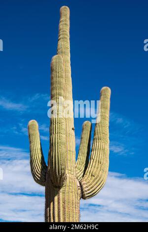 Riesen-Saguaro Cactus am North Puerto Blanco Drive am Organ Pipe Cactus National Monument im Süden Arizonas Stockfoto