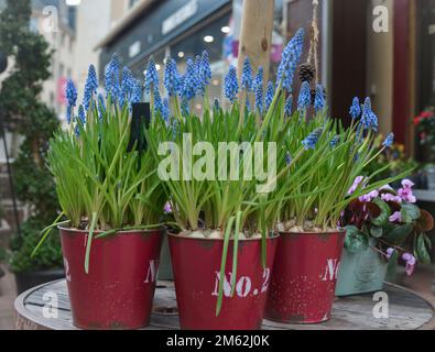 Muscari-armeniacum-Blüten. Blaue Traubenhyazinth in einem roten Topf Stockfoto