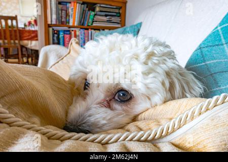 Ein junger, weißer, cavapoo Welpenhund, der auf einem Sofa liegt. Stockfoto